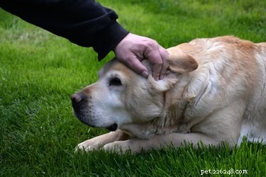 Why Won t My Dog Allow Petting? Understanding Your Dog s Discomfort