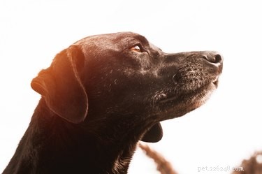 Why Won t My Dog Allow Petting? Understanding Your Dog s Discomfort