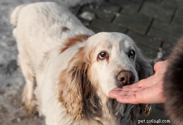 Why Won t My Dog Allow Petting? Understanding Your Dog s Discomfort