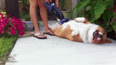 Why Won t My Dog Allow Petting? Understanding Your Dog s Discomfort