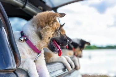 Preventing and Treating Dog Motion Sickness: Causes, Prevention, and Remedies