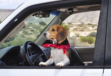 Preventing and Treating Dog Motion Sickness: Causes, Prevention, and Remedies