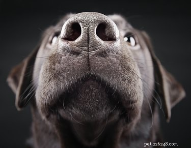 Can Dogs Detect Cancer in Humans? Proven Techniques and How They Work