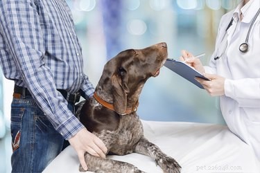 Can Your Dog Catch a Human Cold? Debunking the Myth