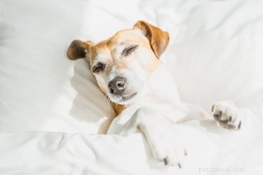 Safe Use of Pepto Bismol for Dogs: Vet-Approved Tips