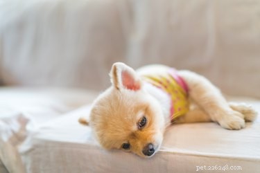 Safe Use of Pepto Bismol for Dogs: Vet-Approved Tips