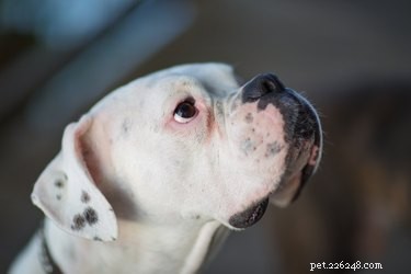 Why White-Coated Dogs Often Suffer From Deafness: Key Facts for Owners