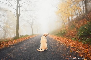 Navigating a Previous Owner’s Claim for Their Dog: What to Do