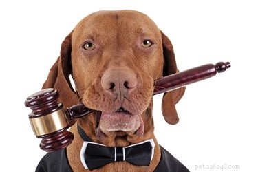 Navigating a Previous Owner’s Claim for Their Dog: What to Do
