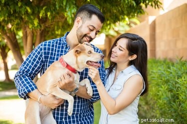 Navigating a Previous Owner’s Claim for Their Dog: What to Do