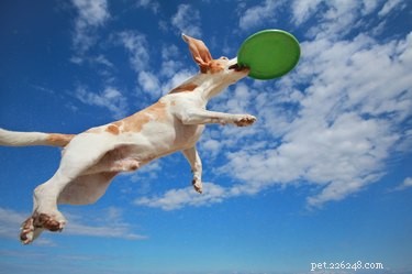 17 Proven Mental Training Exercises to Keep Your Dog Sharp and Happy
