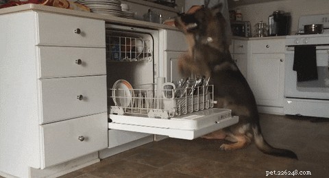 17 Proven Mental Training Exercises to Keep Your Dog Sharp and Happy