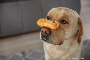 17 Proven Mental Training Exercises to Keep Your Dog Sharp and Happy