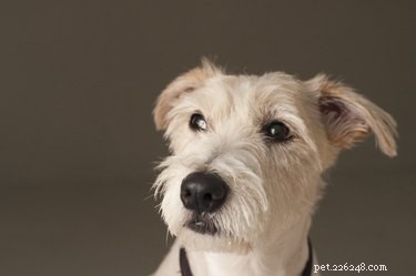 17 Proven Mental Training Exercises to Keep Your Dog Sharp and Happy
