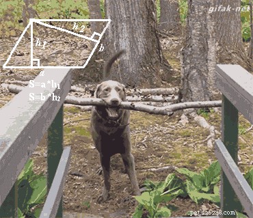 17 Proven Mental Training Exercises to Keep Your Dog Sharp and Happy