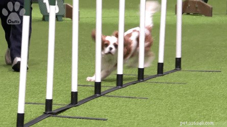 17 Proven Mental Training Exercises to Keep Your Dog Sharp and Happy