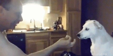 17 Proven Mental Training Exercises to Keep Your Dog Sharp and Happy