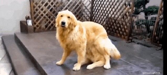 17 Proven Mental Training Exercises to Keep Your Dog Sharp and Happy