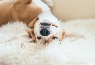 Why Dogs Love to Cuddle: The Science Behind the Snuggle