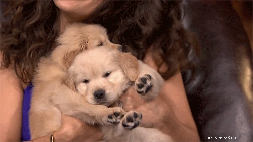 Why Dogs Love to Cuddle: The Science Behind the Snuggle