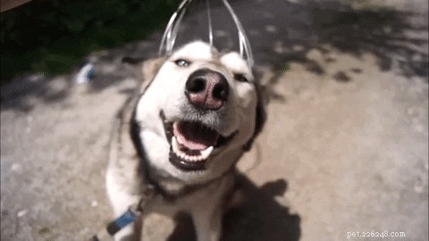 Where Dogs Love to Be Petted: A Guide to Proper Dog Petting