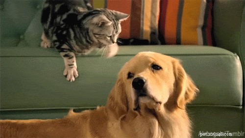 Where Dogs Love to Be Petted: A Guide to Proper Dog Petting