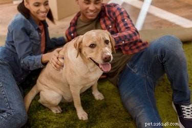 Where Dogs Love to Be Petted: A Guide to Proper Dog Petting