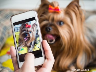 Can Dogs Actually See Photographs? Unveiling Their Vision