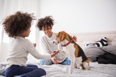 Do Dogs Experience Autism? Debunking Myths and Veterinary Insights