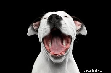 Do Dogs Experience Autism? Debunking Myths and Veterinary Insights