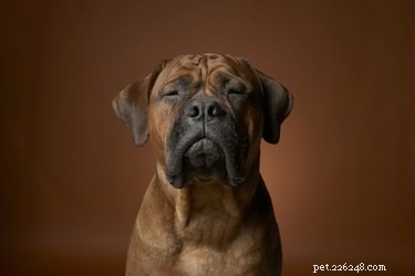 Do Dogs Experience Autism? Debunking Myths and Veterinary Insights