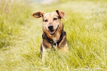 Can Dogs Laugh? Unveiling the Science of Canine Gelotology