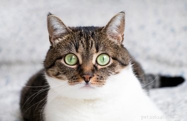 Can Pets Detect Their Owner s Death? Understanding the Bond Between Animals and Humans