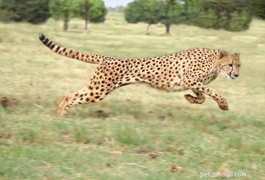 Which Is Faster: Cats or Dogs? A Scientific Comparison