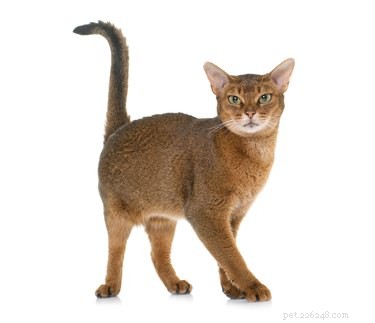 Which Is Faster: Cats or Dogs? A Scientific Comparison