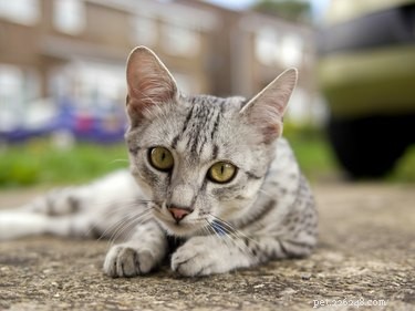 Which Is Faster: Cats or Dogs? A Scientific Comparison