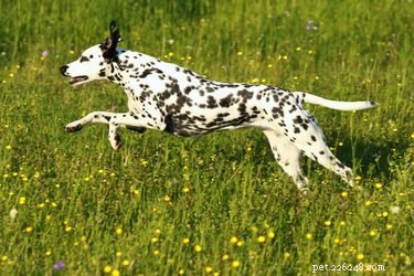 Which Is Faster: Cats or Dogs? A Scientific Comparison