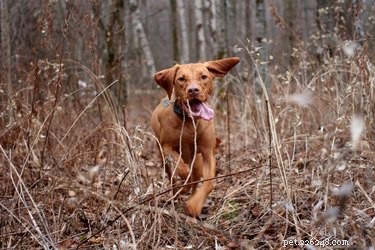 Which Is Faster: Cats or Dogs? A Scientific Comparison