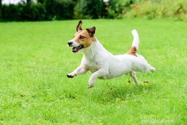 Which Is Faster: Cats or Dogs? A Scientific Comparison