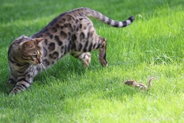 Which Is Faster: Cats or Dogs? A Scientific Comparison