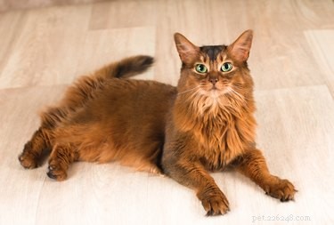 Which Is Faster: Cats or Dogs? A Scientific Comparison