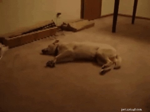 Do Dogs Sleepwalk? A Guide to Canine Sleepwalking Explained