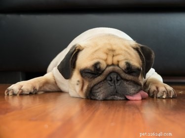 Do Dogs Sleepwalk? A Guide to Canine Sleepwalking Explained