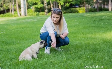 Do Dogs Detect Pregnancy Before Their Owners Do?