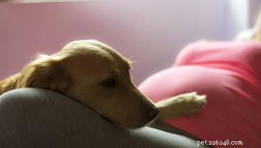 Do Dogs Detect Pregnancy Before Their Owners Do?