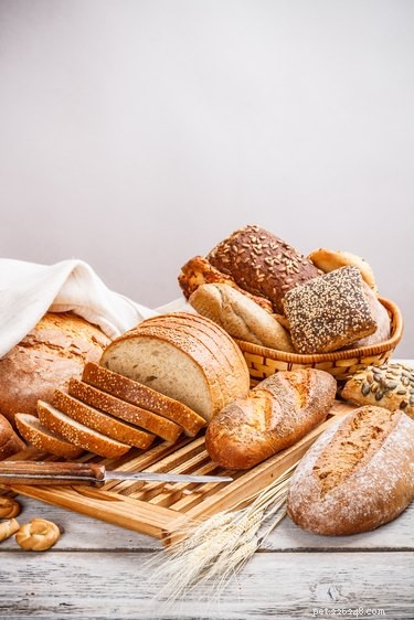 Is Bread Safe for Dogs? Expert Insights on Feeding Bread to Your Pet
