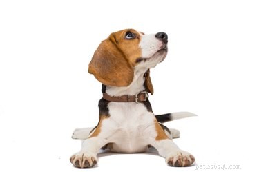 Do Dogs Really Look Up? A Clear Explanation
