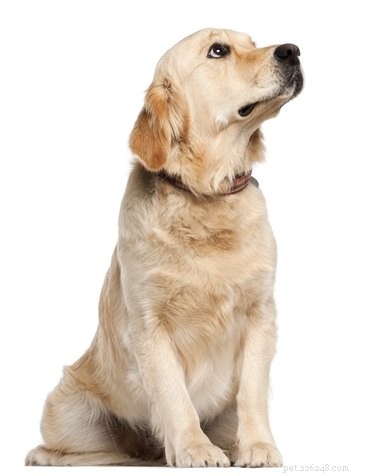 Do Dogs Really Look Up? A Clear Explanation