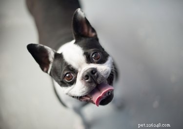Do Dogs Really Look Up? A Clear Explanation