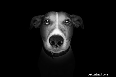 How to Act When You Witness Dog Abuse: A Step‑by‑Step Guide